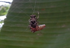 Wagneriana