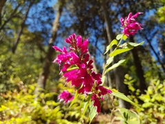 Salvia iodantha