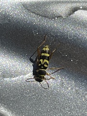 Clytus planifrons
