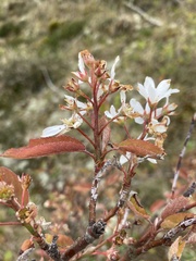 Amelanchier × lamarckii
