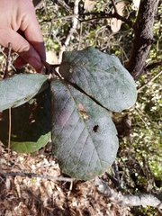 Quercus crassifolia