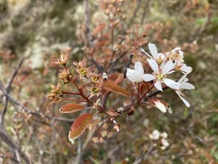 Amelanchier × lamarckii
