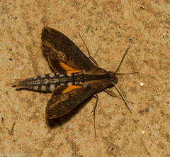 Erinnyis alope alope