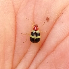 Gynandrobrotica