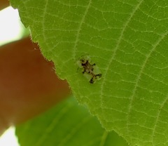 Corythucha juglandis