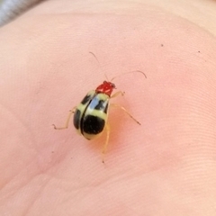 Gynandrobrotica