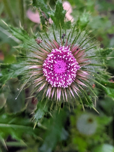 Indian Thistle