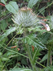 Cirsium brevistylum