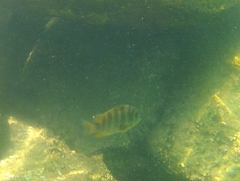 Abudefduf declivifrons