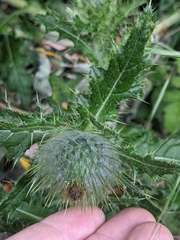 Cirsium brevistylum