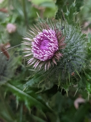 Cirsium brevistylum