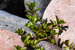 Polycarpon tetraphyllum tetraphyllum