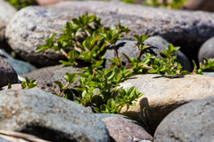 Polycarpon tetraphyllum tetraphyllum