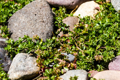 Polycarpon tetraphyllum tetraphyllum
