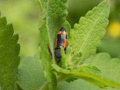 Ptosima laeta