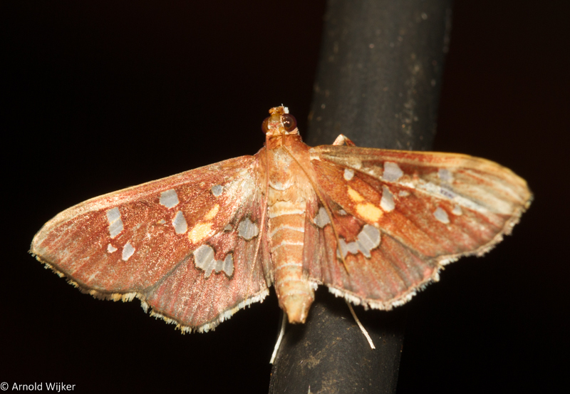 Phostria varialis