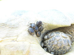 Hyalomma aegyptium