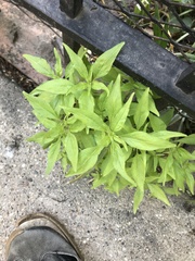 Parietaria pensylvanica