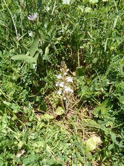 Phelipanche schultzii