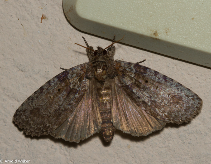 Iscadia diopis