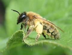 Andrena nigroaenea