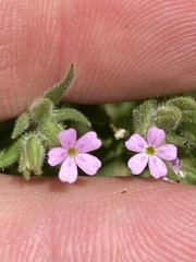 Microsteris gracilis