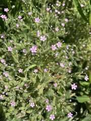 Microsteris gracilis