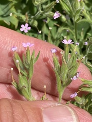 Microsteris gracilis