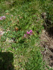 Pedicularis pyrenaica