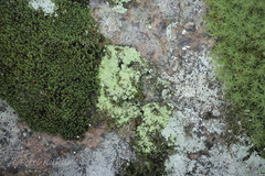 Chrysothrix chlorina