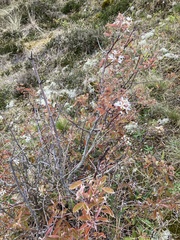 Amelanchier × lamarckii