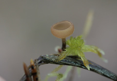 Myriosclerotinia dennisii