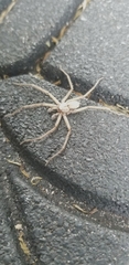 Selenops