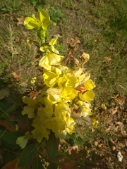 Oenothera