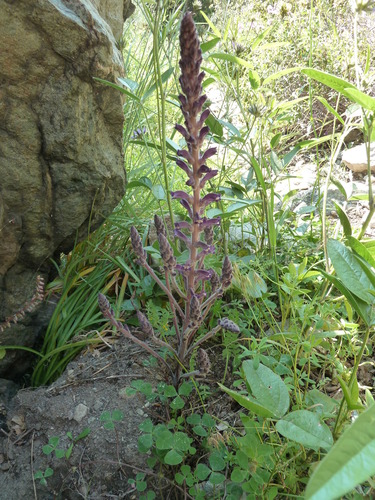Image of Phelipanche lavandulacea by (c) aroche, some rights reserved (CC BY)