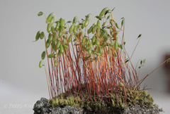 Bryum