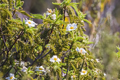 Chamaebatia australis