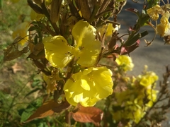 Oenothera