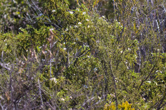 Chamaebatia australis