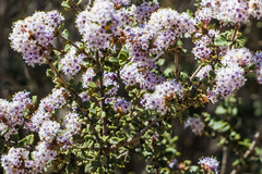 Ceanothus otayensis