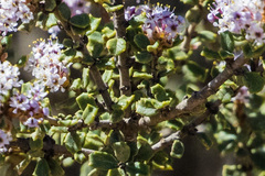 Ceanothus otayensis