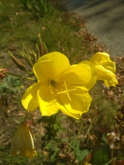 Oenothera