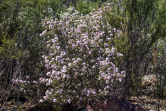 Ceanothus otayensis
