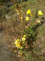 Oenothera