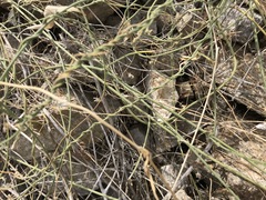 Funastrum heterophyllum