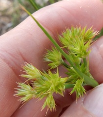 Juncus nodatus