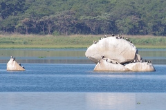 Phalacrocorax carbo lucidus