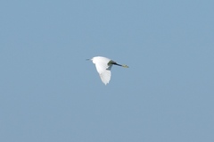 Egretta garzetta