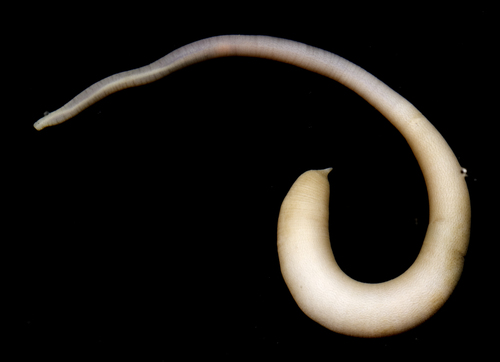 Thysanocardia