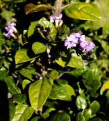 Duranta mutisii